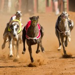 Greyhound racing