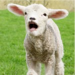 Lamb